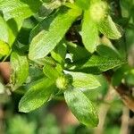 Erigeron annuus Folha