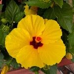 Hibiscus ovalifolius Floro
