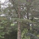 Pinus peuce आदत