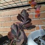 Kalanchoe fedtschenkoi