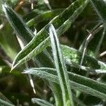 Stachys spinosa Blad