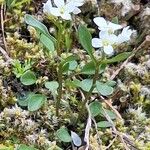 Cardamine resedifolia Buveinė