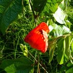 Passiflora coccinea Folla