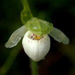 Cypripedium passerinum Λουλούδι
