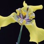 Cypella herbertii Flor
