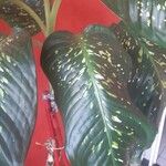 Aglaonema costatum Blatt