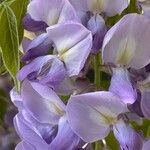 Wisteria floribunda Blomst