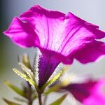 Petunia integrifolia Flor