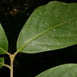 Ocotea valerioides Leaf