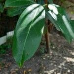 Prunus laurocerasus Leaf