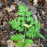 Botrychium virginianum Leaf