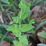 Hypericum mutilum Leaf