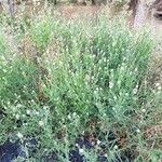 Rhaponticum repens Mosusu