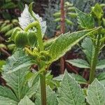 Dahlia merckii Flower