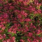 Crassula sarcocaulis Flower