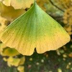 Ginkgo biloba Liść