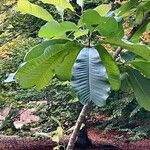 Magnolia officinalis Deilen