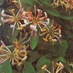 Lonicera periclymenum 花