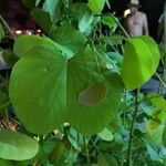 Bauhinia variegata Levél