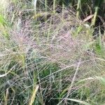 Eragrostis spectabilis Fruit