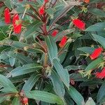 Seemannia sylvatica Hoja