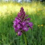 Anacamptis pyramidalisKukka