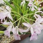 Guarianthe bowringiana Çiçek