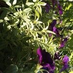 Petunia × atkinsiana Fiore
