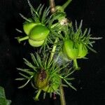 Dalechampia dioscoreifolia Frutto