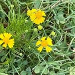 Helenium amarum Kvet