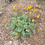 Eschscholzia lemmonii Habit