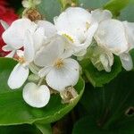 Begonia cucullata Blomst