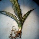 Dracaena pethera عادت داشتن