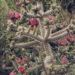 Cylindropuntia imbricata Leaf