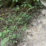 Celosia trigyna Цвят