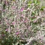 Teucrium marumᱵᱟᱦᱟ