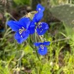 Commelina tuberosa 花