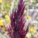 Phragmites australis Blüte