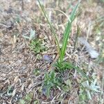 Carex arenaria 葉