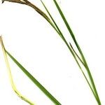 Carex microcarpa Blatt
