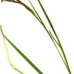Carex microcarpa Hoja