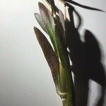 Cotula coronopifolia Folla