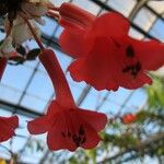 Rhododendron beyerinckianum