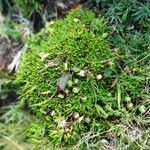 Cherleria sedoides Habit