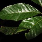 Sloanea latifolia List