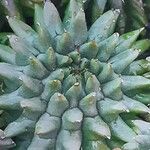 Euphorbia susannae Feuille
