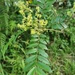 Zanthoxylum rhoifolium Leaf