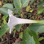 Datura innoxia Blomst