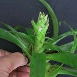 Vriesea heliconioides Other