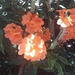 Crossandra infundibuliformis Цветок